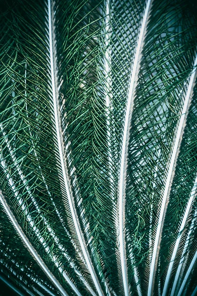 Dark green palm fronds fanning out, their edges catching the light.