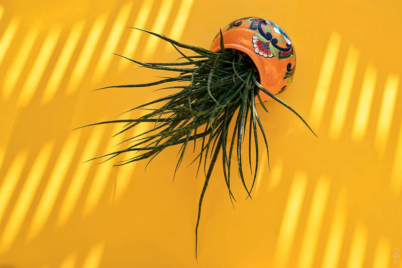 A painted pot of spiky green plant on a yellow wall striped with sunlight.
